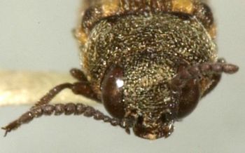 Media type: image;   Entomology 33806 Aspect: head frontal view